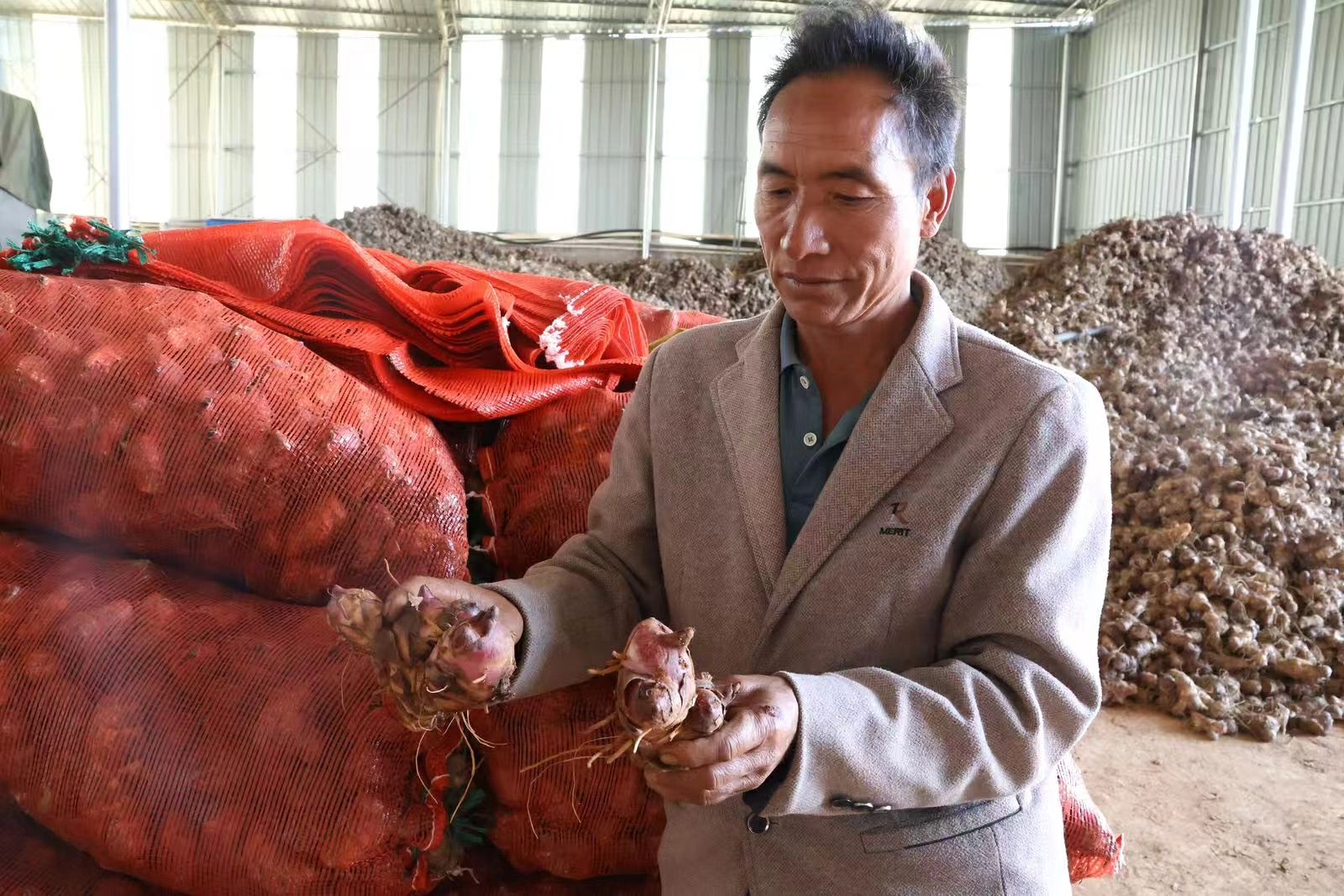 產業鏈閉環 看硯山如何讓芭蕉芋變富民「金疙瘩」