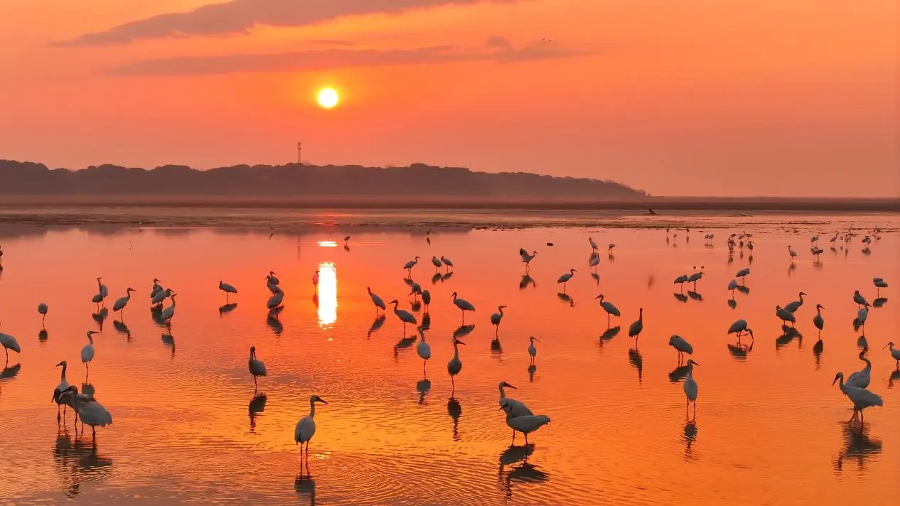 鄱湖春韻裏 萬羽候鳥待歸程