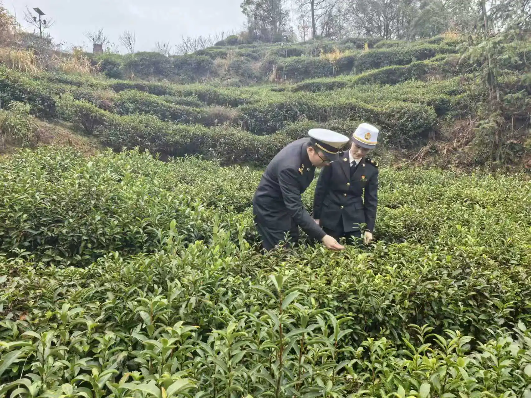 馬年開門紅 大別山「金葉子」香飄海外