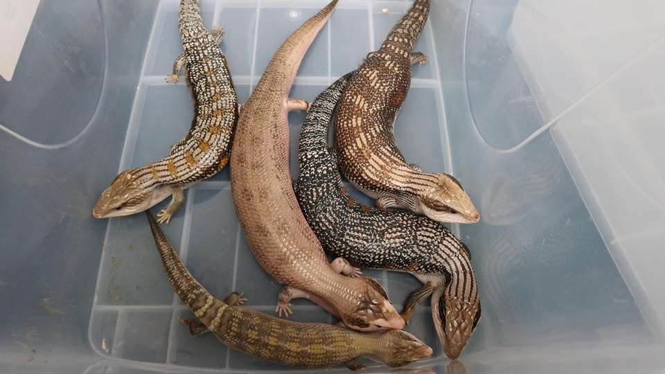 海關深圳灣管制站檢獲5隻瀕危物種活蜥蜴 市值1.5萬元