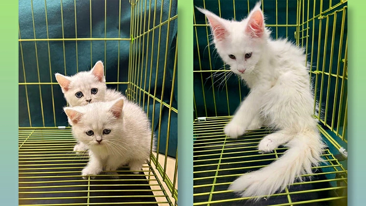 海關羅湖管制站檢3隻非法進口貓 一名53歲男旅客被捕