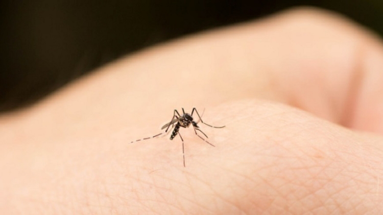 本港新增一宗外地傳入登革熱個案