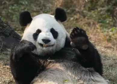 杭州兩隻大熊貓死亡，官方發布公告
