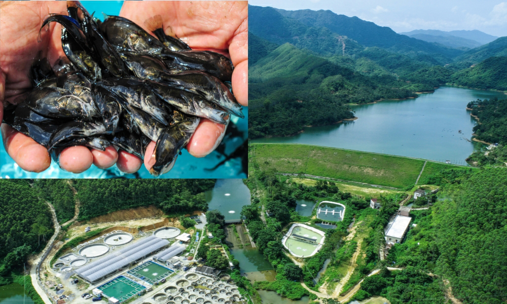 陽春「百千萬工程」三年見成效：GDP破400億，多項指標領跑陽江