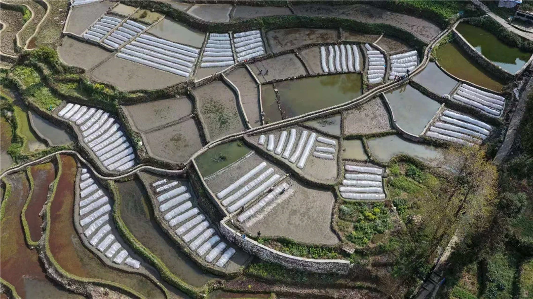 春潤元陽，「三遺產」梯田農耕正當時