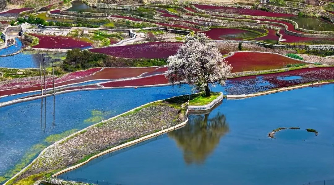 世界遺產地春日限定! 雲南紅河元陽梯田水滿繁花盛