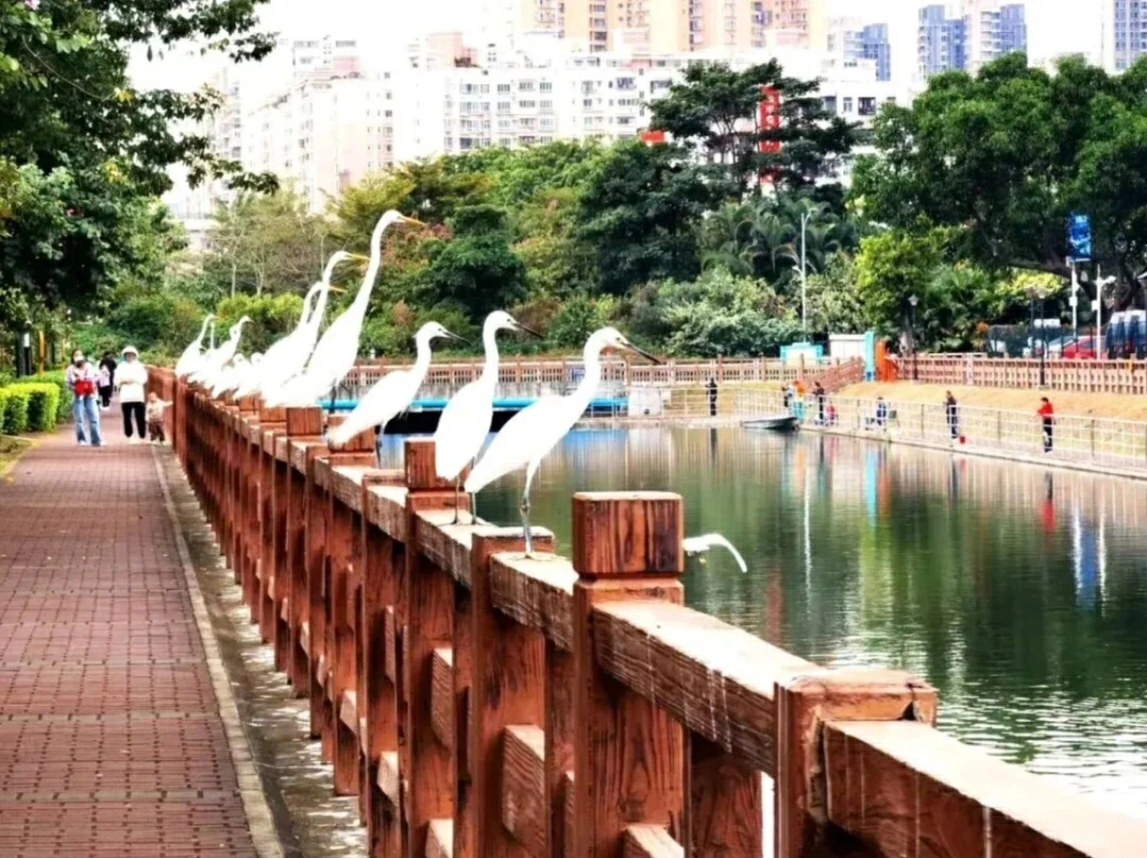 深圳官宣！「雙界河」更名為「前海中心河」