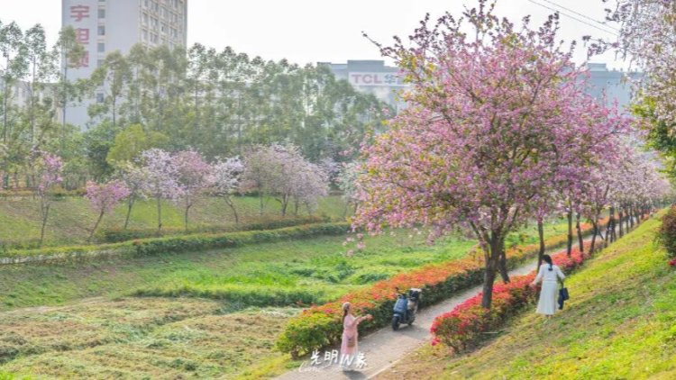 多圖｜美美美美美……來光明拍滿城花海！