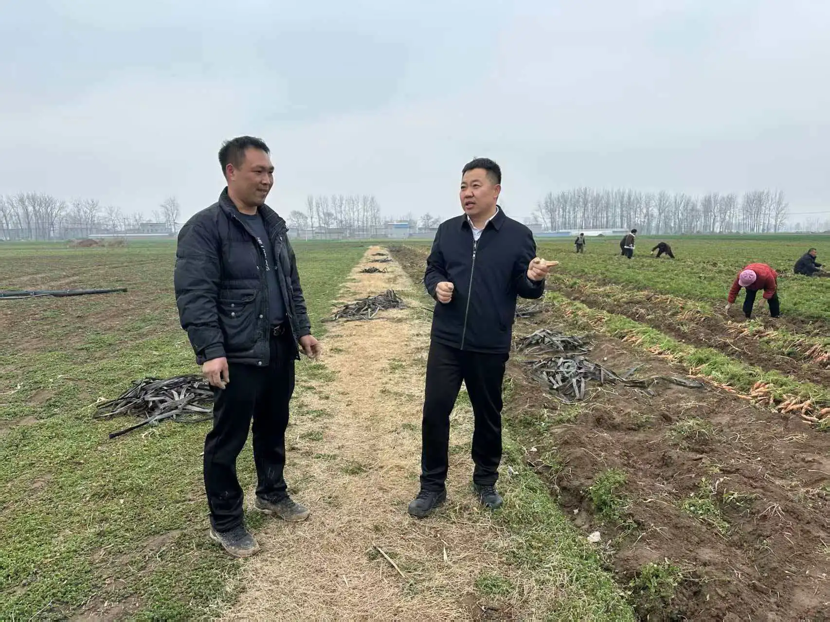 愛心暖兵心 幫扶解民憂——中原眾恆集團援手退伍軍人滯銷胡蘿蔔