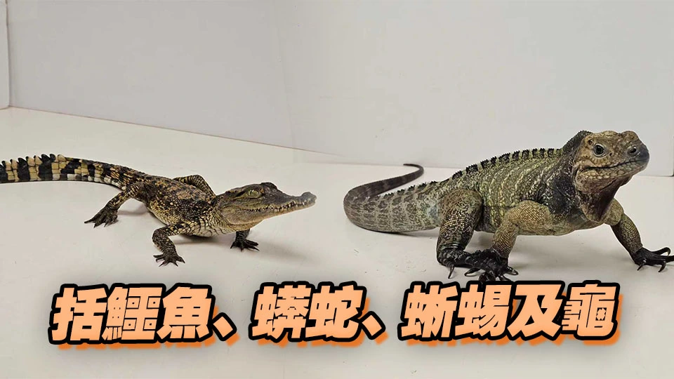 漁護署葵涌檢獲14隻瀕危爬行動物 截獲一名男子