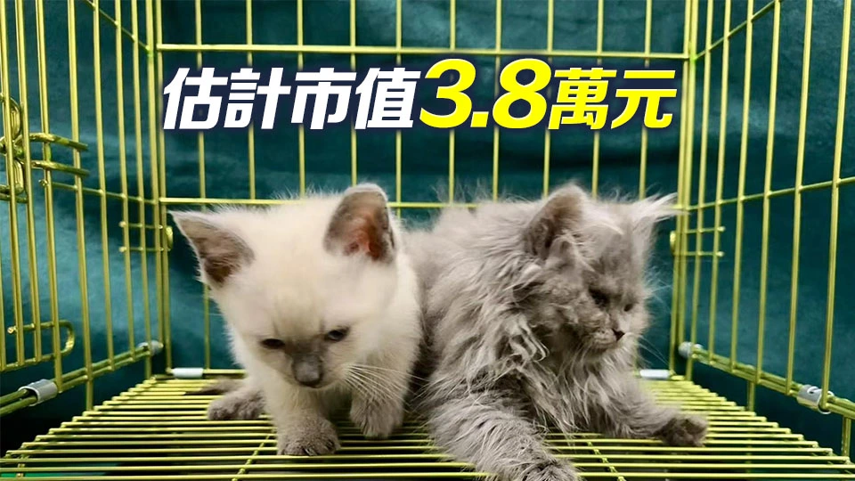 海關羅湖管制站檢獲2隻非法進口貓 拘捕六旬女旅客