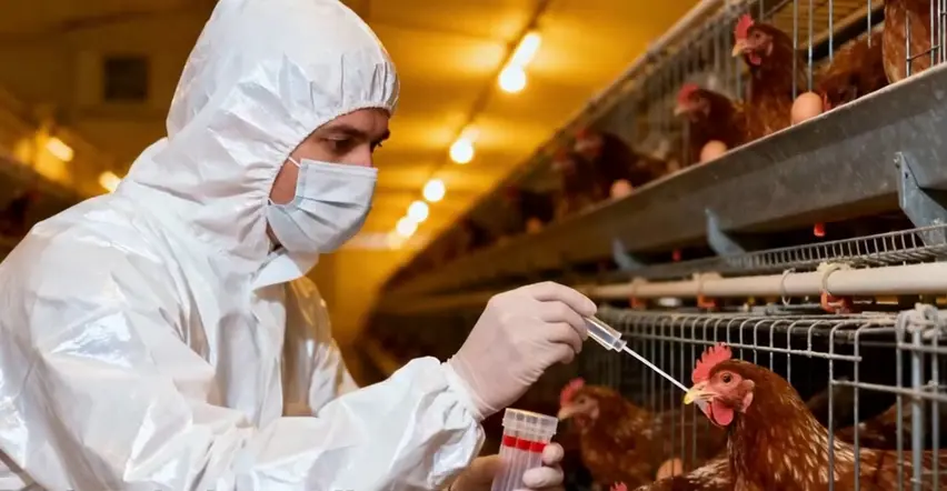 日本北海道又確認一起高致病性禽流感疫情 