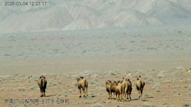 甘肅安南壩保護區：野駱駝和鵝喉羚同框出鏡