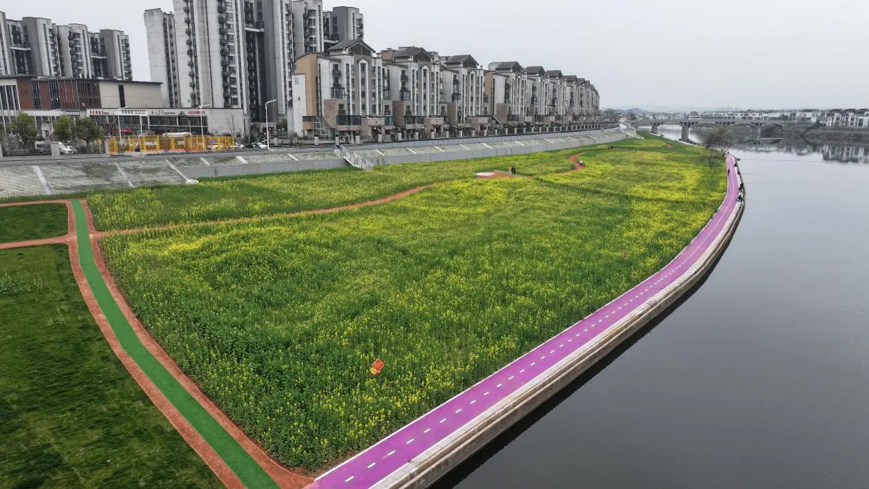 皖屯溪區：昔日灘涂無人問津  今成花海引人紛至