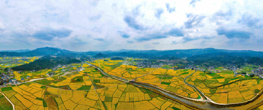 2026湖南油菜花節將於3月11日啟幕