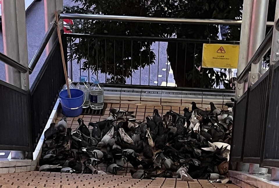 有片〡中環行人天橋逾百野鴿聚集 網民：餵鴿應該嚴懲