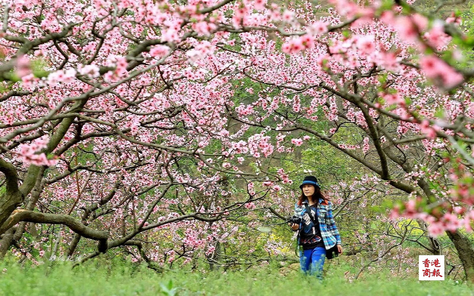 萬畝桃花競芬芳！2026廣漢連山桃花會「藝」潮湧動「秀」出高級感