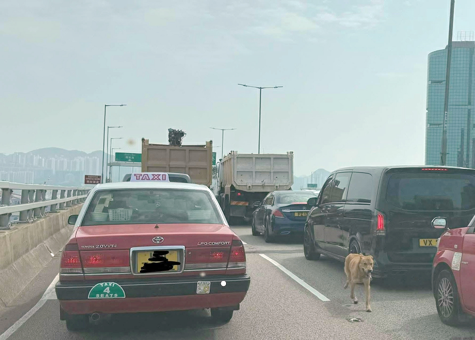 有片｜東區走廊狗隻狂奔交通癱瘓 警方愛協合力捕獲