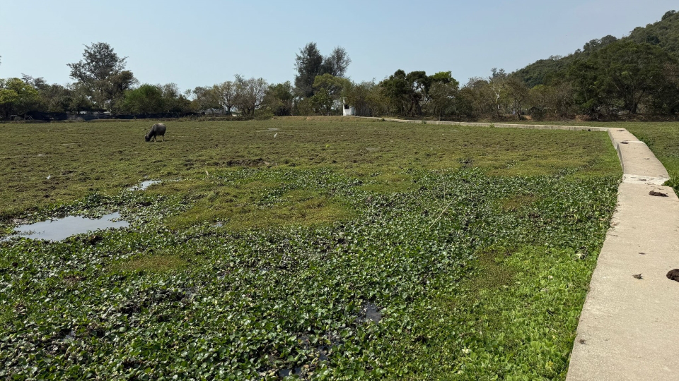 環保署：跨部門協作顯成效 貝澳濕地生態復原