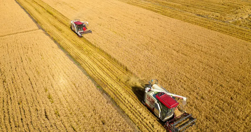 全國秋糧累計收購超3億噸 