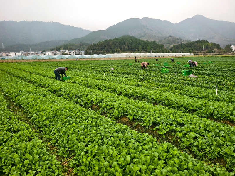 湘品出海 閃耀世界丨新田東升農場：全鏈條運營拓寬「蔬菜出海」通道