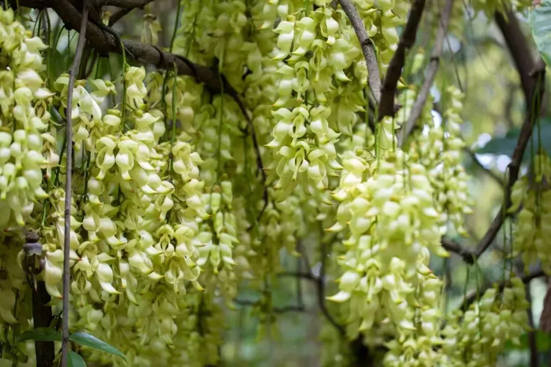 見過禾雀「鬧枝」麼|13號來東莞清溪大王山一探究竟