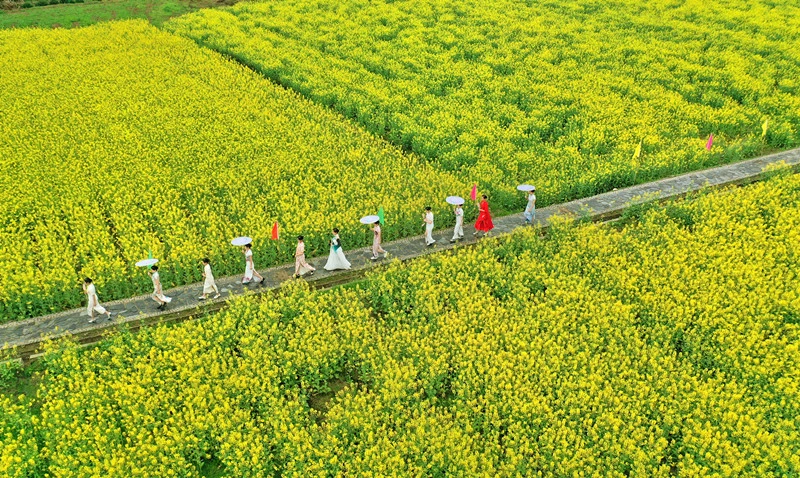 皖祁門塔坊鎮：徽州田園美  高源美如畫
