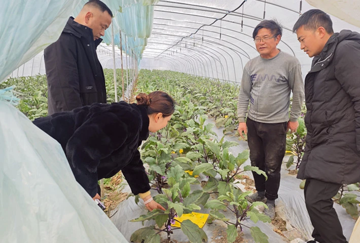 皖黟縣：推進地膜回收處置 助力農業綠色發展