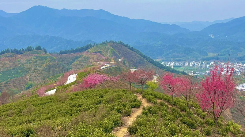 皖休寧東臨溪鎮：千畝茶山 春光正好