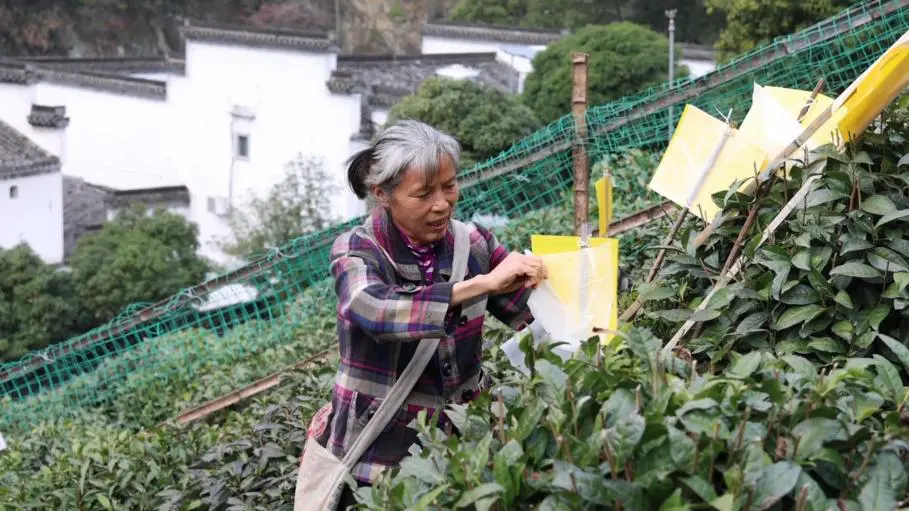 皖徽州區：黃山毛峰原產地  春茶管護正當時