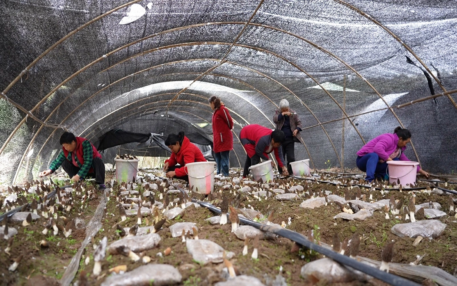 四川梓潼：菌糧輪作土地增效租金＋薪金村民雙增收