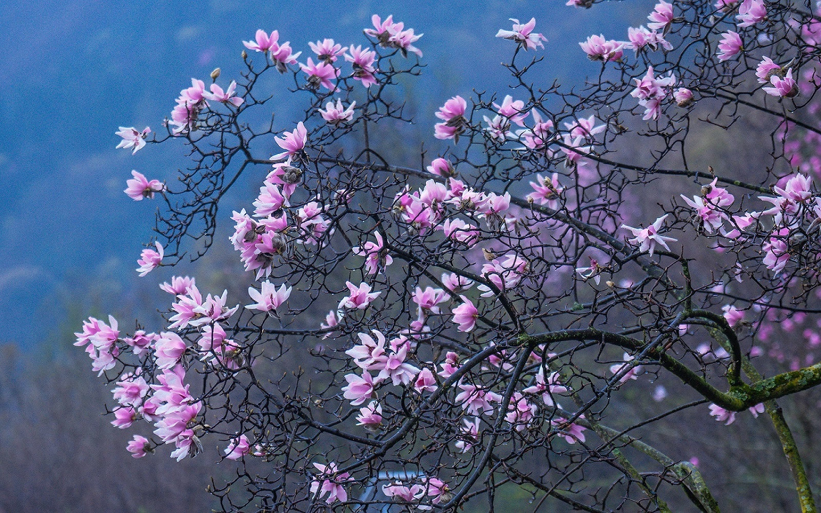 春滿羌山花似海 相約北川好時節