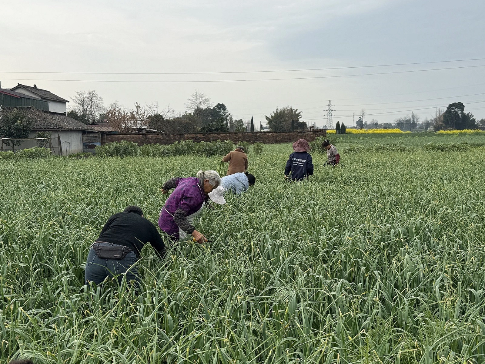 小蒜薹大產業  四川什邡5萬畝蒜薹綜合產值超5億元