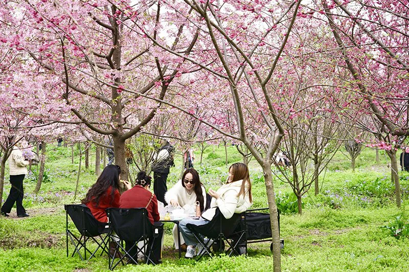 「酒香畫境·村游綿竹」 四川綿竹「春日經濟」內涵豐富繁華盡現