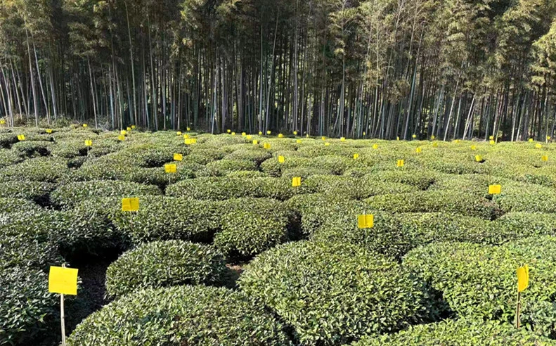 皖休寧流口鎮：茶園披「金甲」 防控護茶香