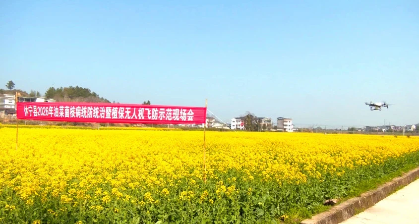 皖休寧縣：飛防「護航」油菜春管