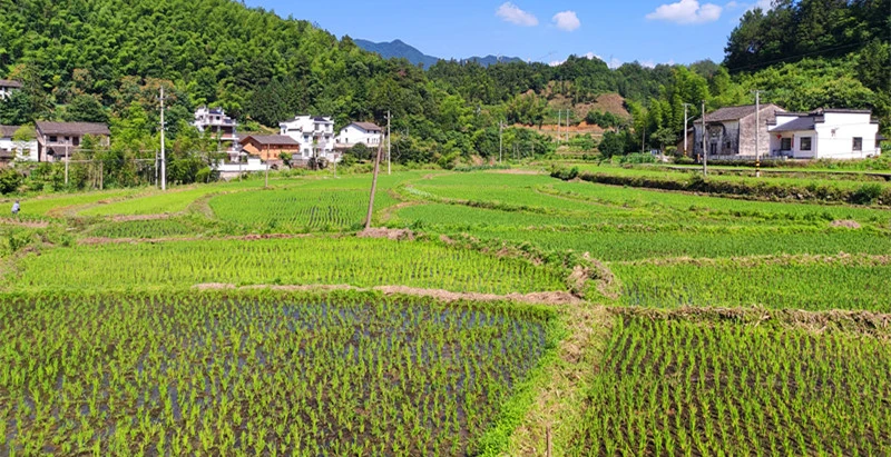 向「地」要糧向「智」提效  皖黟縣走出山區耕地保護新路徑
