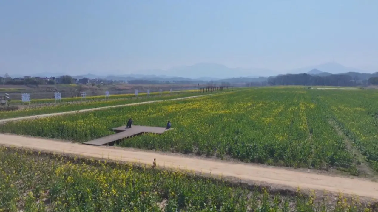 皖屯溪區：花為媒激活春日文旅消費