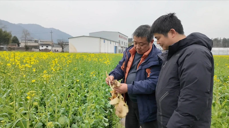 皖黟縣： 農旅融合趟出「致富花路」