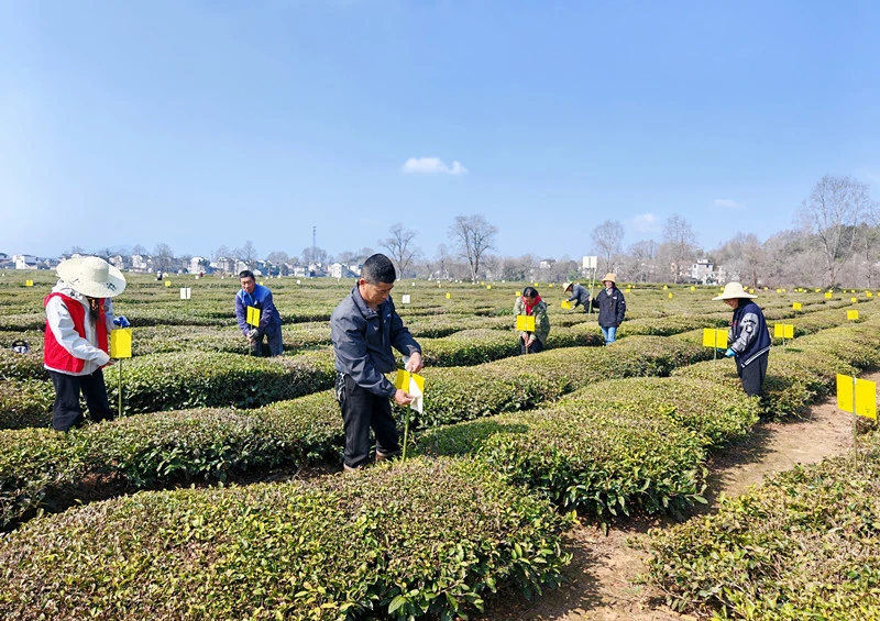 皖休寧商山鎮：茶園春日管護忙
