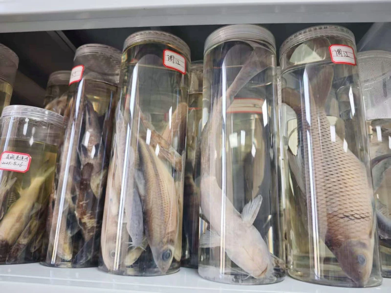 皖休寧縣：摸清魚類家底 守護水域生態