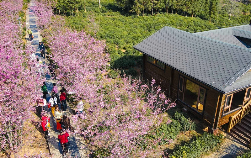 皖祁門縣：櫻花茶園春色如畫
