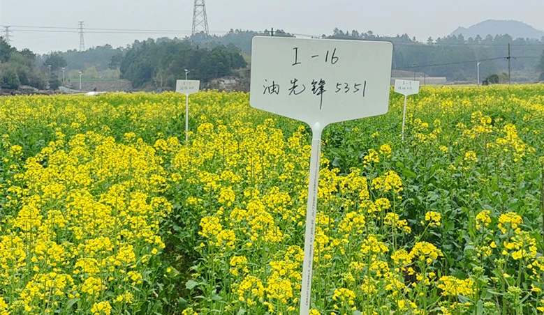 皖休寧商山鎮：種業培育賦能 夯實農業根基