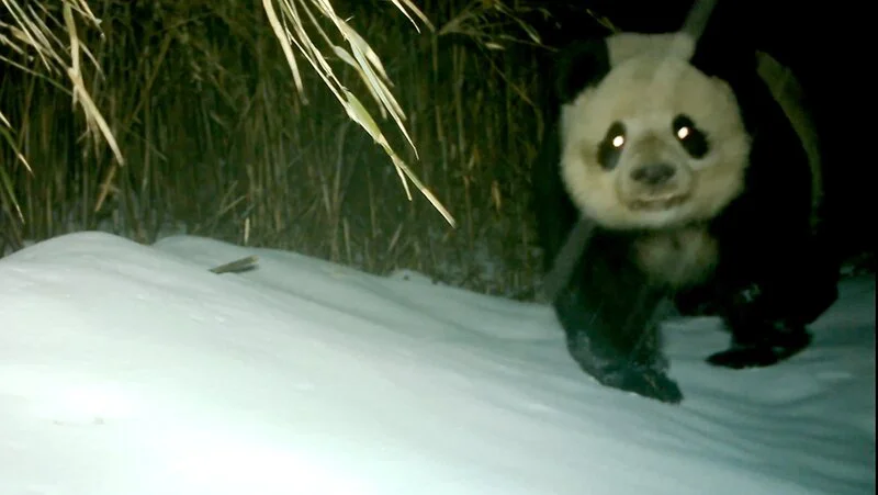 四川綿竹：野生大熊貓「三顧」生態恢復區　新朋友三趾鴉雀首次亮相