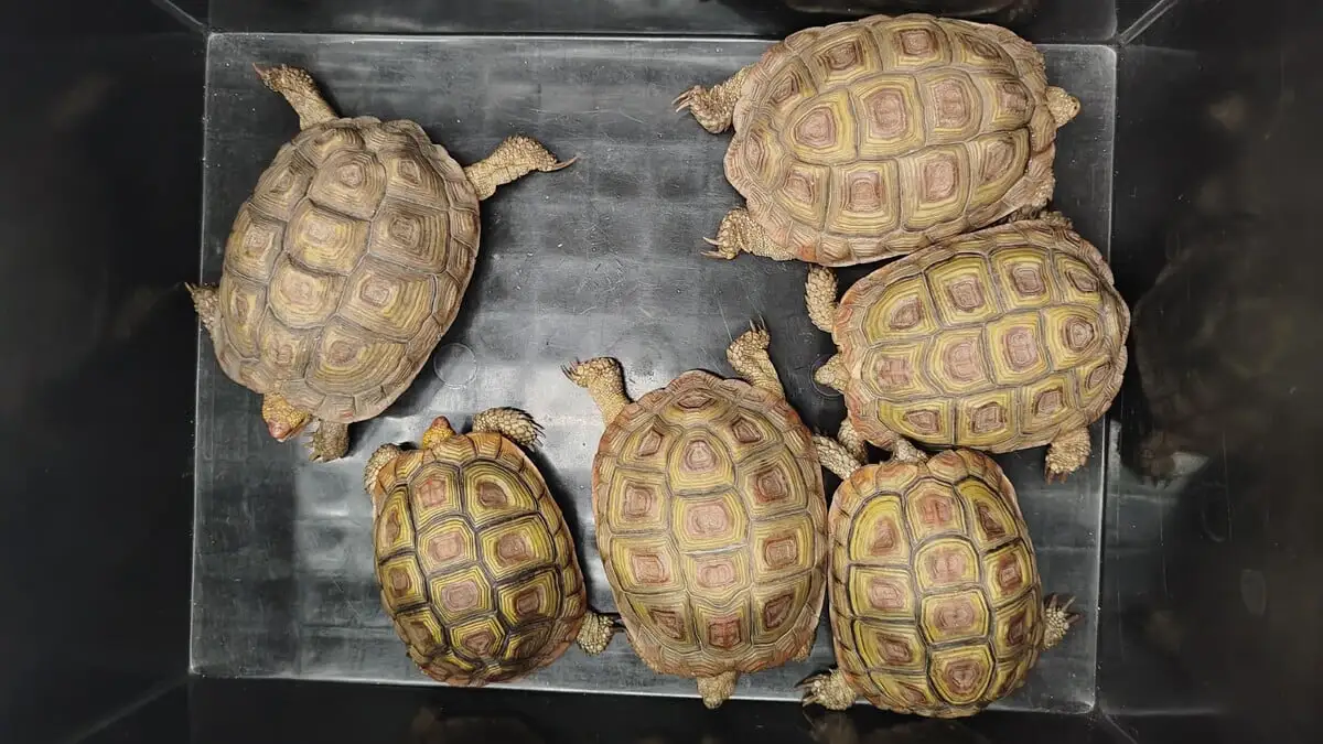 海關機場檢獲近40隻瀕危活龜和蜥蜴 拘捕南非抵港男子