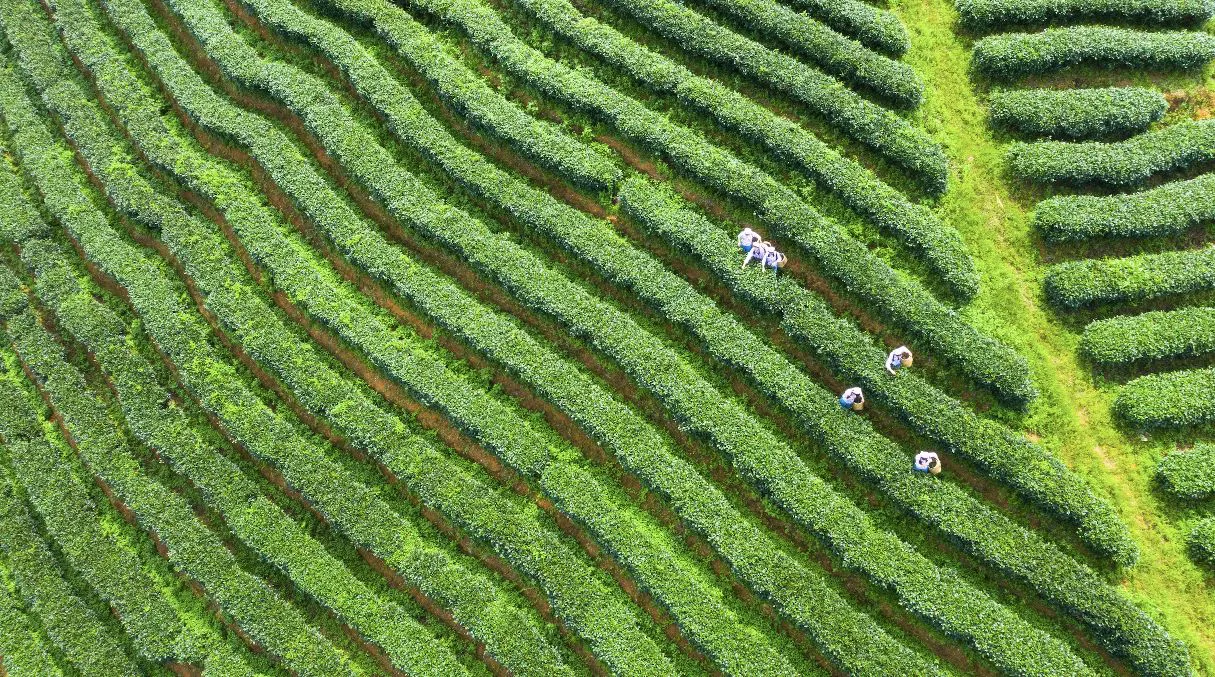 茶香飄溢鵬城！河源紫金蟬茶宣傳片亮相深圳北站商圈