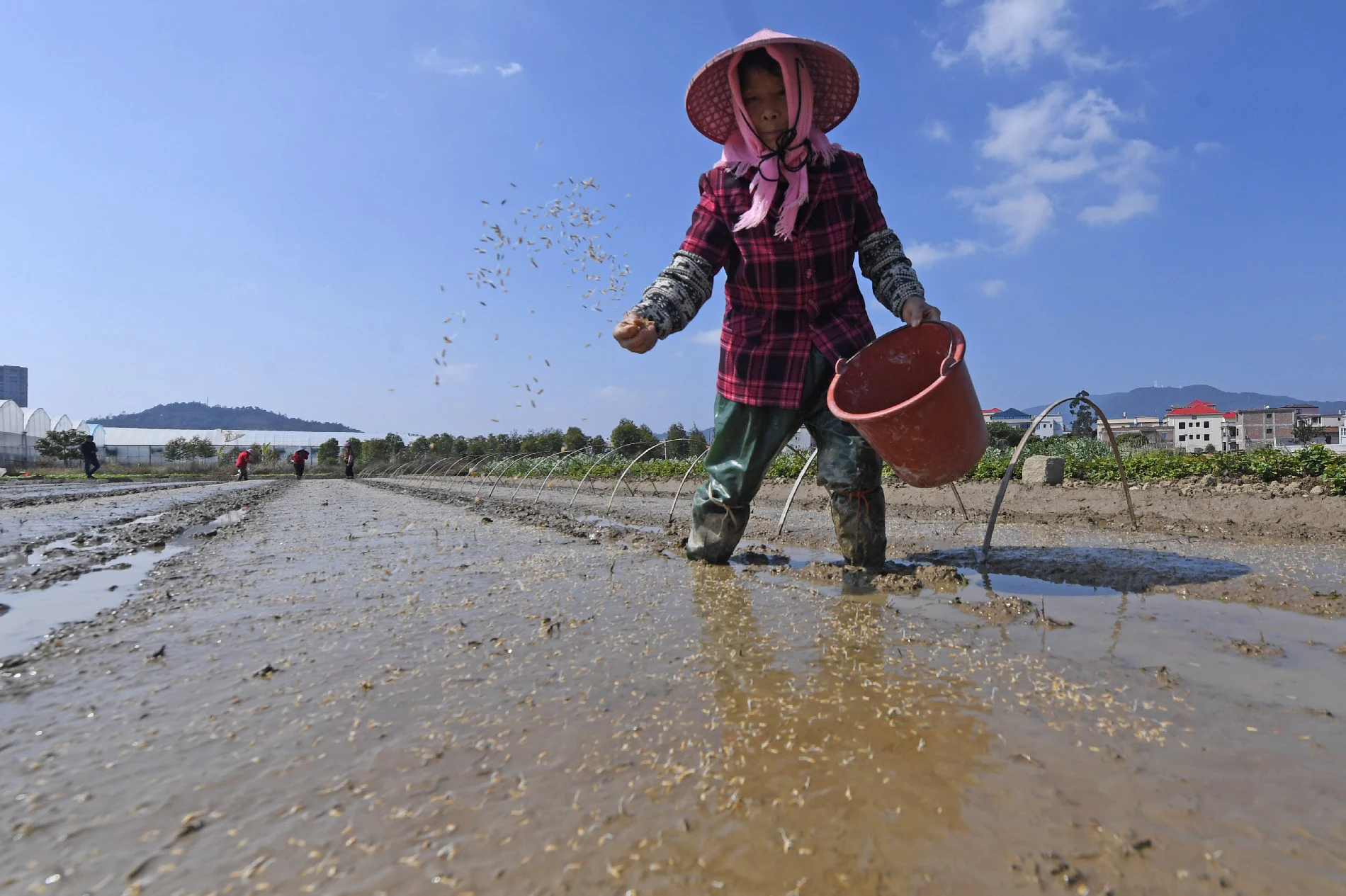 福建泉港：早稻育秧正當時