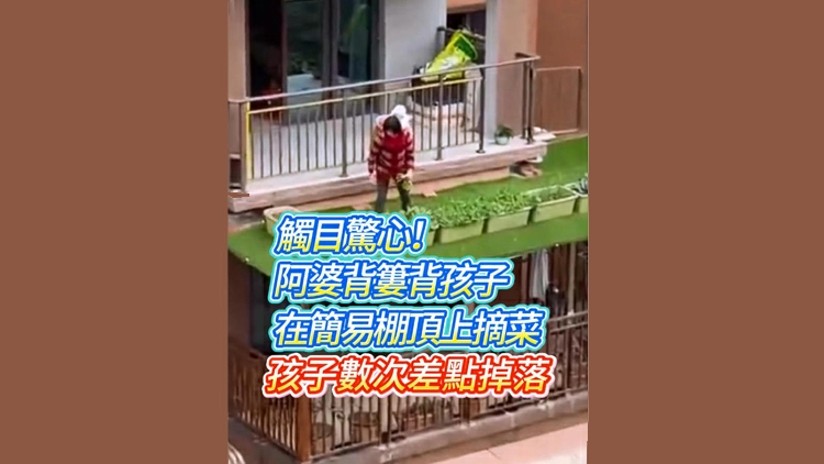 有片 | 觸目驚心！阿婆背簍背孩子在簡易棚頂上摘菜 孩子數次差點掉落