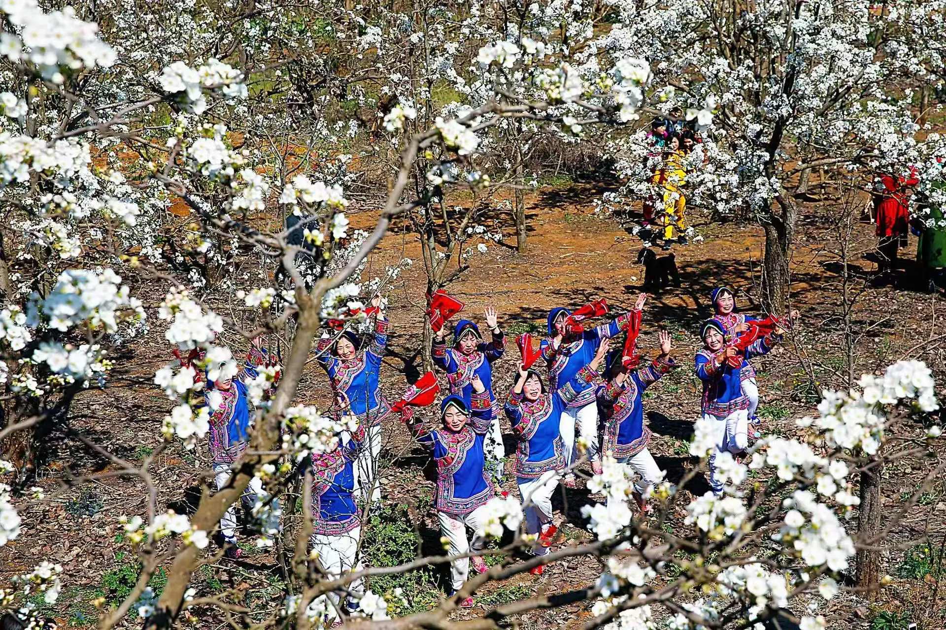 昆明市呈貢區農文旅融合暨第十四屆「萬溪梨花節」啟幕