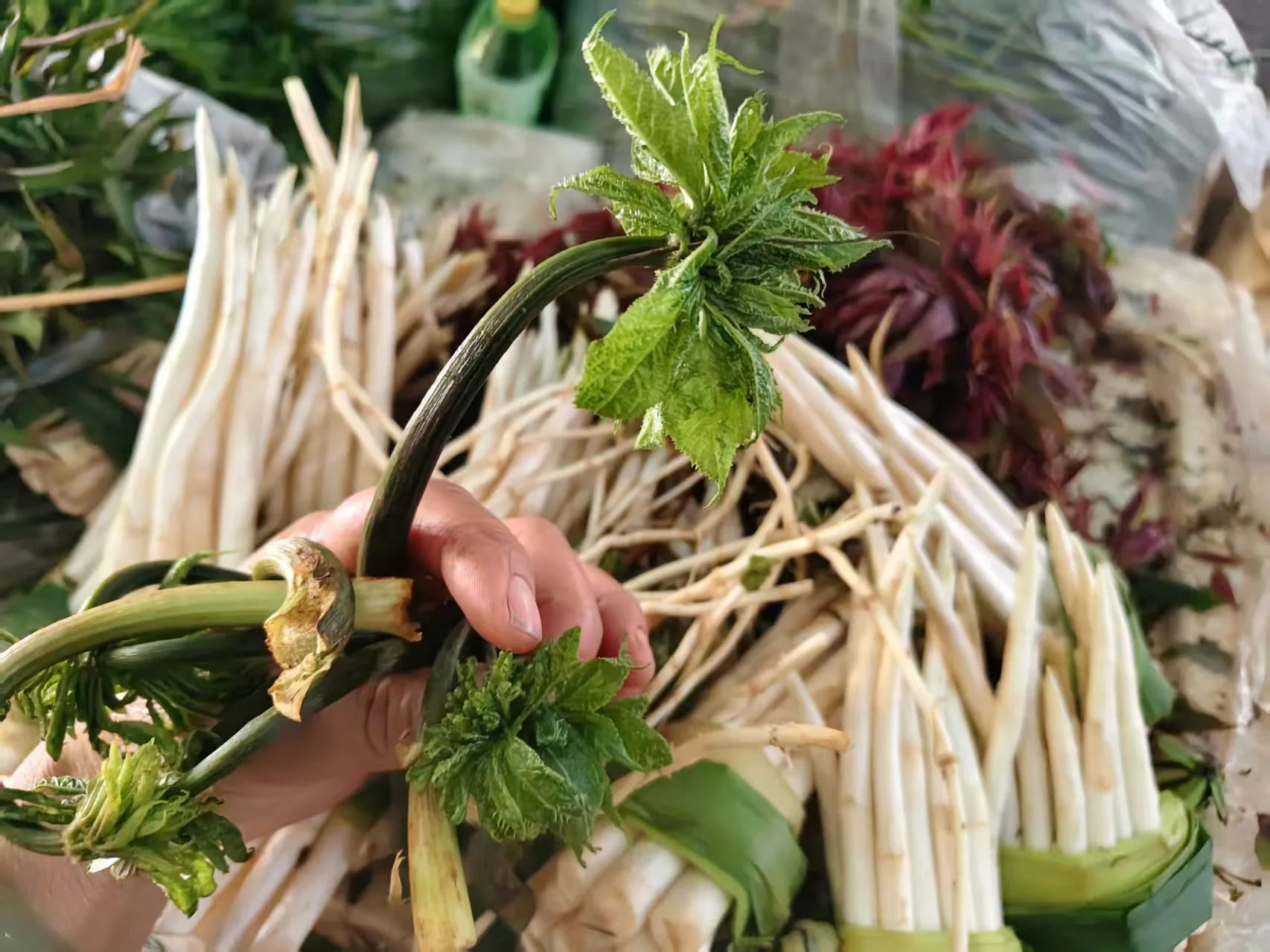 春味到  硯山春菜上市鮮滿桌！